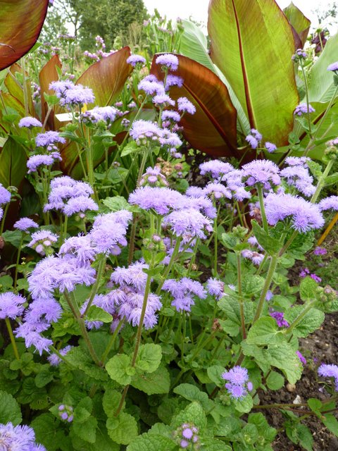 Ageratum houstonianum 'Blue Horizon'